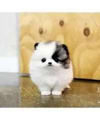 cuccioli bella Pomerania / Pomerania cuccioli bella Pomerania / Pomerania
