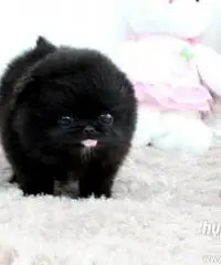 cuccioli bella Pomerania / Pomerania cuccioli bella Pomerania / Pomerania