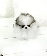 cuccioli bella Pomerania / Pomerania cuccioli bella Pomerania / Pomerania