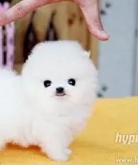 cuccioli bella Pomerania / Pomerania cuccioli bella Pomerania / Pomerania
