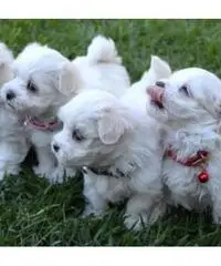 cuccioli maltese carino in vendita cuccioli maltese carino in vendita