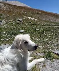 CERCO UNA DONNA SEMPLICE CERCO UNA DONNA SEMPLICE