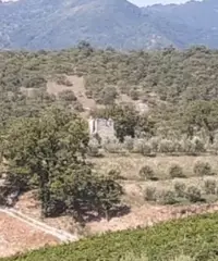Terreno agricolo Terreno agricolo