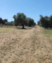 Terreno agricolo con acqua Terreno agricolo con acqua