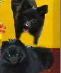 Privato offre penzione per cani di piccola e media taglia Privato offre penzione per cani di piccola e media taglia