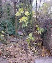 GENOVA S.Olcese Fattoria Terreno GENOVA S.Olcese Fattoria Terreno