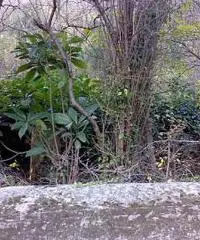 GENOVA S.Olcese Fattoria Terreno GENOVA S.Olcese Fattoria Terreno