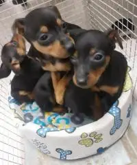 Pinscher nani Pinscher nani