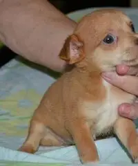 CHIHUAHUA CUCCIOLO DISPONIBILI. CHIHUAHUA CUCCIOLO DISPONIBILI.