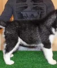 cuccioli Siberian Husky uno Maschio e Femmina cuccioli Siberian Husky uno Maschio e Femmina
