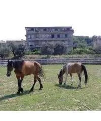Pasqua e pasquetta a contatto con natura e animali Pasqua e pasquetta a contatto con natura e animali