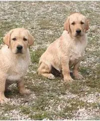 Labrador Retriever Cuccioli con pedigree Labrador Retriever Cuccioli con pedigree
