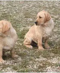 Labrador Retriever Cuccioli con pedigree Labrador Retriever Cuccioli con pedigree