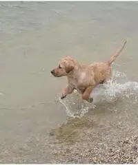 Labrador Retriever Cuccioli con pedigree Labrador Retriever Cuccioli con pedigree
