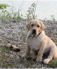 Labrador Retriever Cuccioli con pedigree Labrador Retriever Cuccioli con pedigree