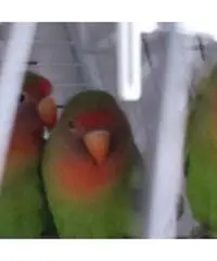 Cerco ragazza per convivenza Cerco ragazza per convivenza