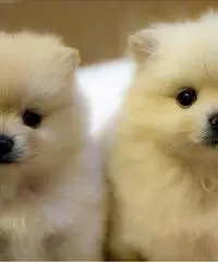 Regalo Fantastici pomerania in pronta consegna Cane Altro cane Alice... Regalo Fantastici pomerania in pronta consegna Cane Altro cane Alice...