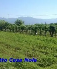 Vendita Agricolo in Via Boscofangone Vendita Agricolo in Via Boscofangone