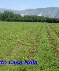Vendita Agricolo in Via Boscofangone Vendita Agricolo in Via Boscofangone