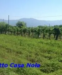 Vendita Agricolo in Via Boscofangone Vendita Agricolo in Via Boscofangone