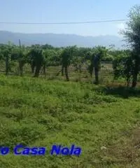 Vendita Agricolo in Via Boscofangone Vendita Agricolo in Via Boscofangone