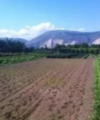 Vendita Agricolo in Via Boscofangone Vendita Agricolo in Via Boscofangone