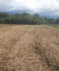 Vendita Agricolo in Via Boscofangone Vendita Agricolo in Via Boscofangone