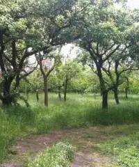 Vendita Agricolo in Via Circonvallazione