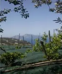 Vendita Agricolo in Largo Vescovado Vendita Agricolo in Largo Vescovado