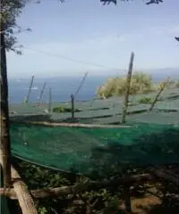 Vendita Agricolo in Largo Vescovado Vendita Agricolo in Largo Vescovado