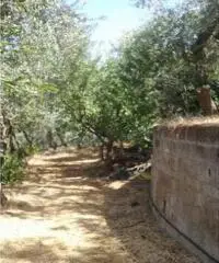 Vendita Agricolo in Largo Vescovado Vendita Agricolo in Largo Vescovado