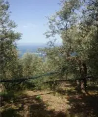 Vendita Agricolo in Largo Vescovado Vendita Agricolo in Largo Vescovado