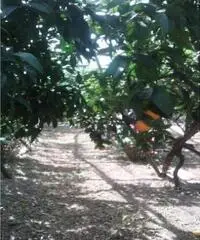 Vendita Agricolo in Largo Vescovado Vendita Agricolo in Largo Vescovado