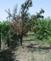 RifITI 013-AA21356 - Terreno Agricolo in Vendita a Giugliano in Campania - Casacelle di 1100 mq RifITI 013-AA21356 - Terreno Agricolo in Vendita a Giugliano in Campania - Casacelle di 1100 mq