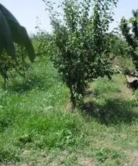 RifITI 013-AA21356 - Terreno Agricolo in Vendita a Giugliano in Campania - Casacelle di 1100 mq RifITI 013-AA21356 - Terreno Agricolo in Vendita a Giugliano in Campania - Casacelle di 1100 mq