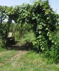 RifITI 013-AA21356 - Terreno Agricolo in Vendita a Giugliano in Campania - Casacelle di 1100 mq RifITI 013-AA21356 - Terreno Agricolo in Vendita a Giugliano in Campania - Casacelle di 1100 mq