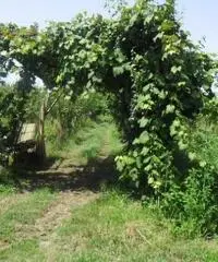 RifITI 013-AA21356 - Terreno Agricolo in Vendita a Giugliano in Campania - Casacelle di 1100 mq RifITI 013-AA21356 - Terreno Agricolo in Vendita a Giugliano in Campania - Casacelle di 1100 mq