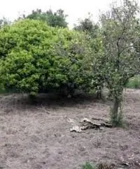 terreno agricolo 2100mq e casa indipendente 120mq terreno agricolo 2100mq e casa indipendente 120mq