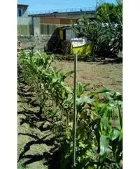 RifITI 027-SU931 - Terreno Agricolo in Vendita a Sant'Antimo di 800 mq RifITI 027-SU931 - Terreno Agricolo in Vendita a Sant'Antimo di 800 mq