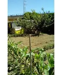 RifITI 027-SU931 - Terreno Agricolo in Vendita a Sant'Antimo di 800 mq RifITI 027-SU931 - Terreno Agricolo in Vendita a Sant'Antimo di 800 mq