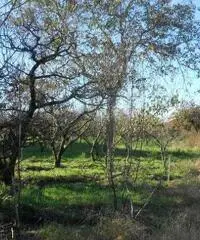 RifITI 019-21610 - Terreno Agricolo in Vendita a Qualiano di 3000 mq RifITI 019-21610 - Terreno Agricolo in Vendita a Qualiano di 3000 mq