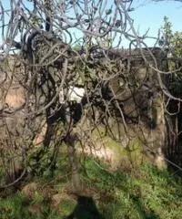 Vendita Edificabile residenziale da 900mq Vendita Edificabile residenziale da 900mq