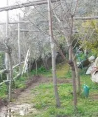 Vendita Agricolo in Via Campitiello Vendita Agricolo in Via Campitiello