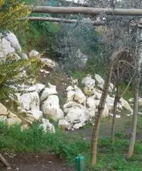 Vendita Agricolo in Via Campitiello Vendita Agricolo in Via Campitiello