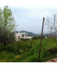 Vendita Agricolo in strada provinciale Scalandrone Vendita Agricolo in strada provinciale Scalandrone