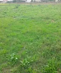 Vendita Agricolo in strada statale 7 bis Vendita Agricolo in strada statale 7 bis