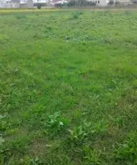 Vendita Agricolo in strada statale 7 bis Vendita Agricolo in strada statale 7 bis