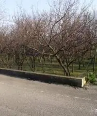 Vendita Agricolo in Via Sant'Agnello Vendita Agricolo in Via Sant'Agnello