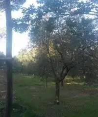 Colli Di San Pietro: Vendita Cinque locali in Via Bosco Colli Di San Pietro: Vendita Cinque locali in Via Bosco