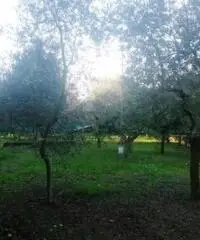 Colli Di San Pietro: Vendita Cinque locali in Via Bosco Colli Di San Pietro: Vendita Cinque locali in Via Bosco